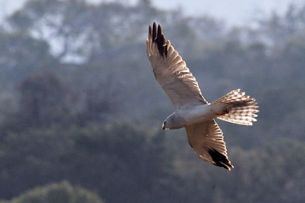 STEPPENWEIHE, PALLID HARRIER, CIRCUS MACROURUS
