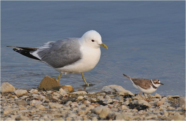 FLUSSREGENPFEIFER, LITTLE RINGED PLOVER, CHARADRIUS DUBIUS
