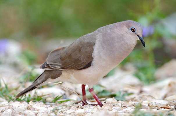 WEISSSTIRNTAUBE, WHITE-TIPPED DOVE, LEPTOTILA VERREAUXI