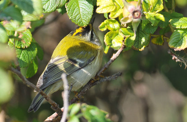 SOMMERGOLDHÄHNCHEN, FIRECREST, REGULUS IGNICAPILLA