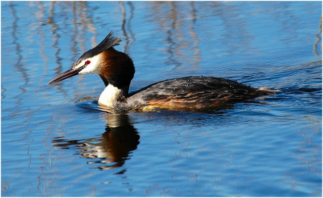 HAUBENTAUCHER, GREAT CRESTET GREBE, PODICEPS ERISTATUS