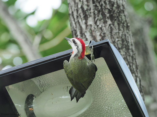 KUBA-GRÜNSPECHT, CUBAN GREEN WOODPECKER, XIPHIDIOPICUS PERCUSSUS