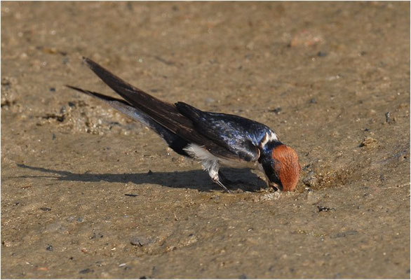 ROTKAPPENSCHWALBE, WIRE-TAILED SWALLOW, HIRUNDO SMITHII