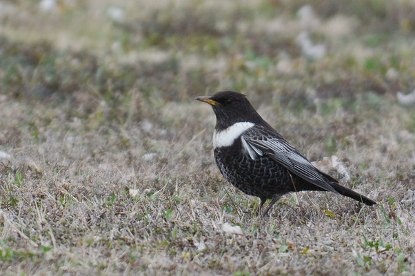RINGDROSSEL, RING OUZEL, TURDUS TORQUATUS