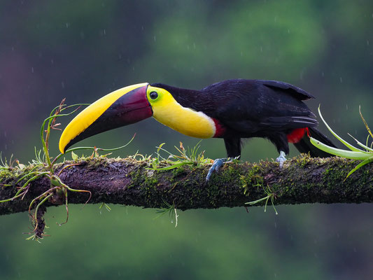 GOLDKEHLTUKAN (SWAINSONTUKAN), CHETNUT-MANDIBLED  TOUCAN,      RAMPHASTOS SWAINSONII 