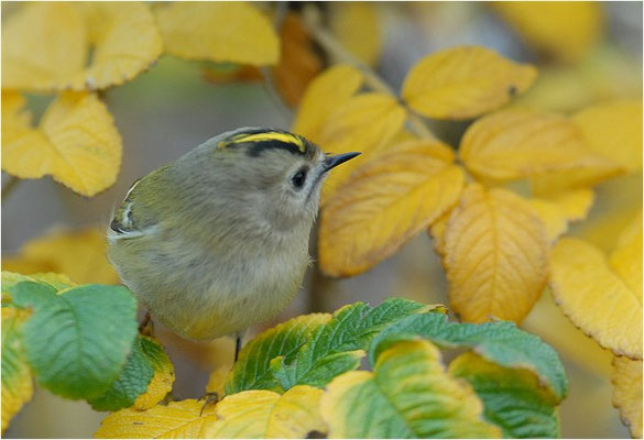 WINTERGOLDHÄHNCHEN, GOLDCREST, REGULUS REGULUS