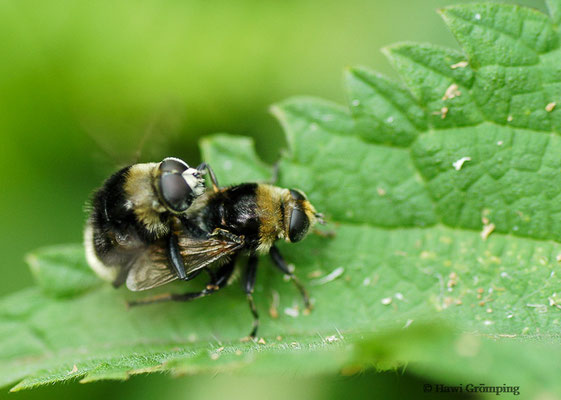 GEMEINE NARZISSENSCHWEBFLIEGE,MERODON EQUESTRIS