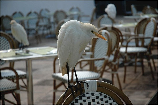 KUHREIHER, CATTLE EGRET,  BUBULCUS IBIS