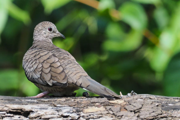 INKATÄUBCHEN, INCA DOVE, COLUMBINA INCA