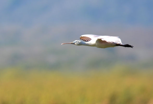 ROSALÖFFLER, ROSEATE SPOONBILL, PLATALEA AJAJA