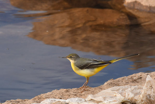 GEBIRGSSTELZE, GREY WAGTAIL, MOTACILLA CINEREA