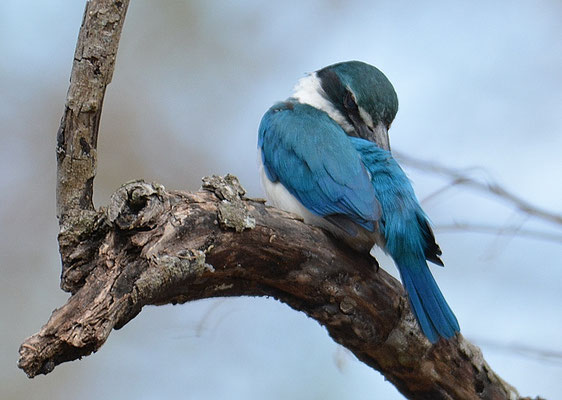 HALSBANDLIEST, COLLARED KINGFISHER, HALYCON CHLORIS