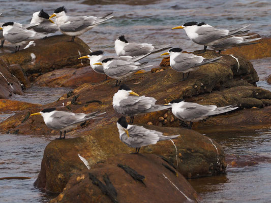 EILSEESCHWALBE, SWIFT TERN, THALASSEUS BERGII 