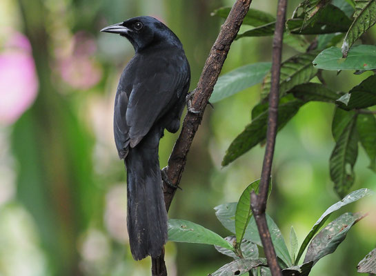 TRAUERSTÄRLING, MELODIOUS BLACKBIRD, DIVES DIVES