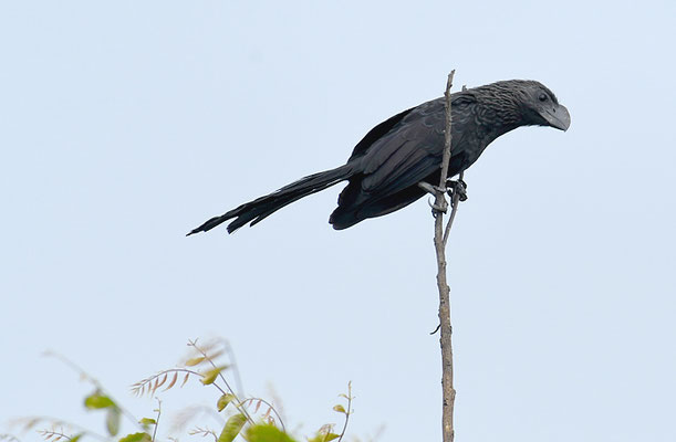 GLATTSCHNABELANI, SMOOTH-BILLED ANI, CROTOPHAGA ANI