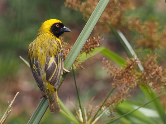 Maskenweber, southern masked weaver, ploceus velatus 