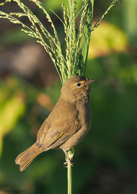 GOLDBRAUEN-GIMPELTANGARE, YELLOW-FACED GRASSQUIT, TIARIS OLIVACEA