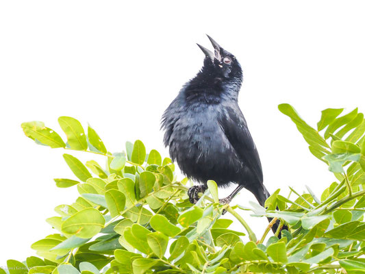 Buschstärling, Scrub Blackbird - Dives warczewiczi