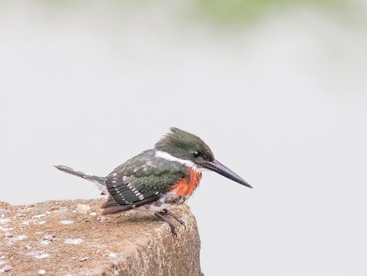Grünfischer, Green Kingfisher - Chloroceryle americana
