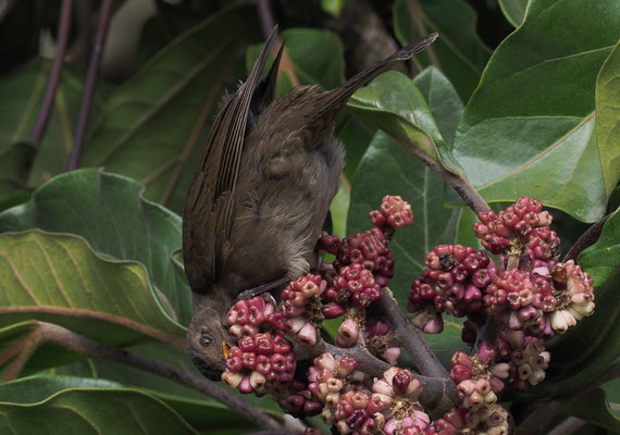 CABANISDROSSEL, MOUNTAIN ROBIN, TURDUS PLEBEJUS