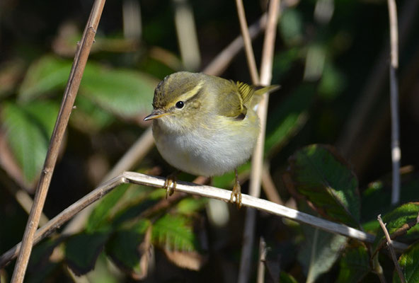 GELBBRAUENLAUBSAÄNGER, YELLOW-BROWED WARBLER, PHYLLOSCOPUS INORNATUS
