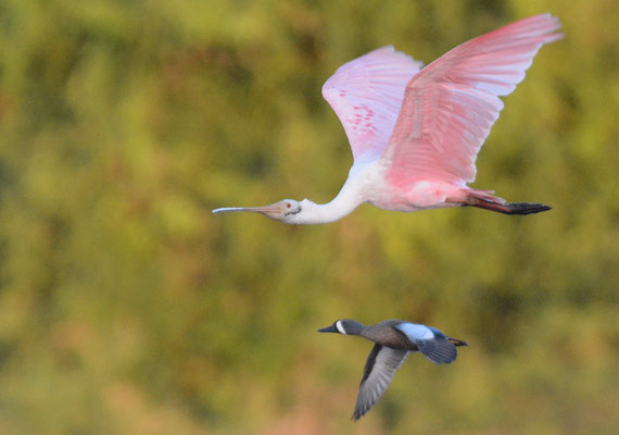 ROSALÖFFLER, ROSEATE SPOONBILL, PLATALEA AJAJA
