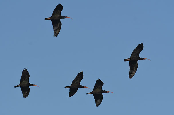 WALDRAPP, BALD IBIS, GERONTICUS EREMITA