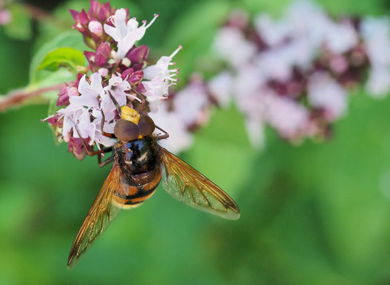 GEBÄNDERTE WALDSCHWEBFLIEGE, VOLUCELLA INANIS