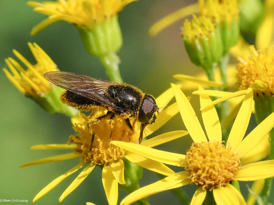 GRÖSSERE ERZSCHWEBFLIEGE, CHEILOSIA BERGENSTAMM