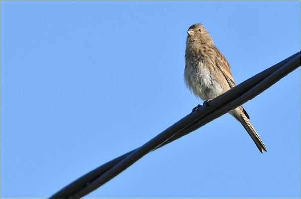 BERGHÄNFLING, TWITE, CARDUELIS FLAVIROSTRIS