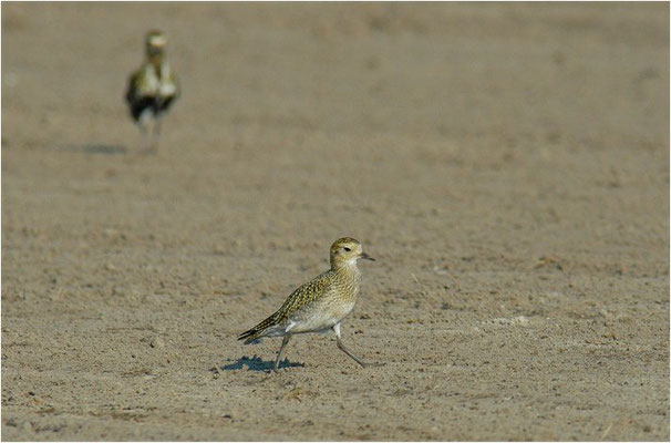 GOLDREGENPFEIFER, GOLDEN PLOVER, PLUVIALIS APRICARIA