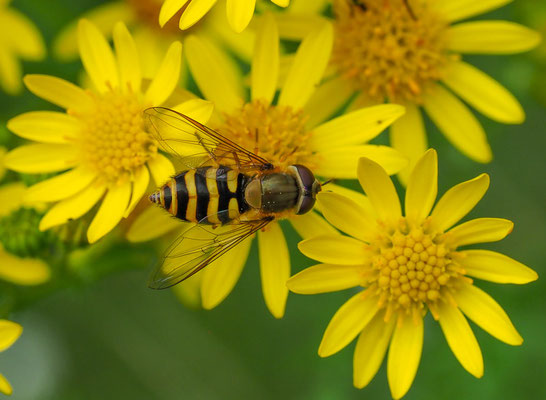KLEINE SCHWEBFLIEGE, SYRPHUS VITRIPENNIS