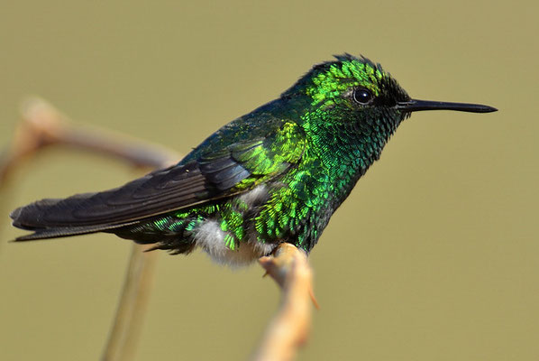 BLAUSCHWANZSMARAGDKOLIBRI, BLUE-TAILED EMERALD, CHLOROSTILBON MELLISUGUS