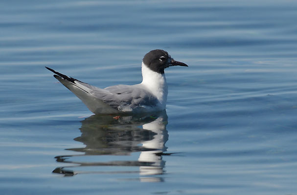 BONAPARTEMÖWE, BONAPARTE´S GULL, LARUS PHILADELPHIA