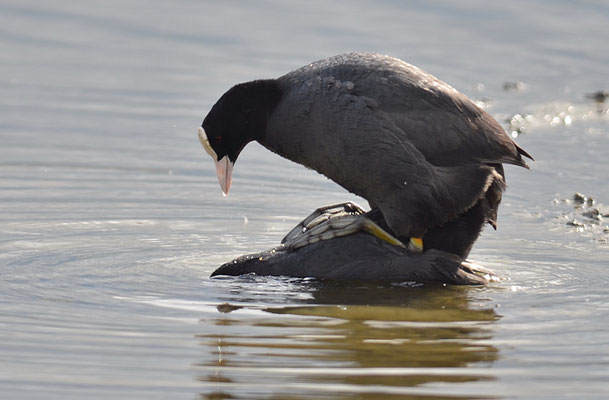 BLÄSSRALLE, EURASIAN COOT, FULICA ATRA 