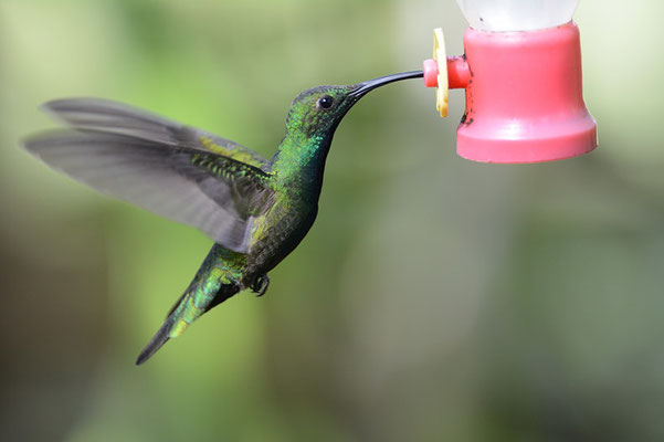 GRÜNKEHLMANGO, GREEN-BREASTED MANGO,  ANTHRACOTHORAX PREVOSTII 