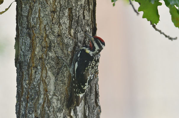 GELBBAUCH-SAFTLECKER, YELLOW-BELLIED SAPSUCKER, SPHYRAPICUS NUCHALIS