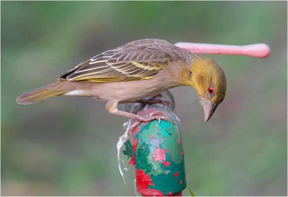 DOMINIKANERWITWE, PIN-TAILED WHYDAH, VIDUA MACROURA