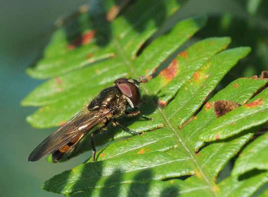 RAUPEN-PLATTBAUCHSCHWEBFLIEGE, XANTHANDRUS COMTUS