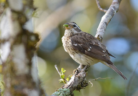 ROSENBRUST-KERNKNACKER, ROSE-BREASTED GROSBEAK, PHEUCTICUS LUDOVICIANUS