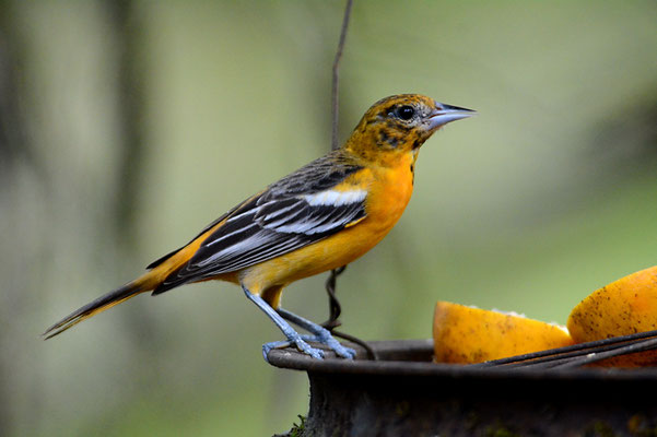 BALTIMORETRUPIAL, BALTIMORE ORIOLE, ICTERUS GALBULA