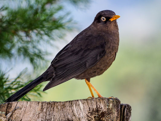 RUSSDROSSEL, SLATY ROBIN, TURDUS NIGRESCENS