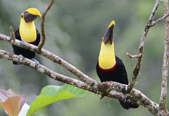 GOLDKEHLTUKAN (SWAINSONTUKAN), CHETNUT-MANDIBLED  TOUCAN,      RAMPHASTOS SWAINSONII 