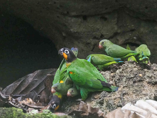 Goldwangenpapagei, Orange-cheeked parrot - Pyrilla barrabandi