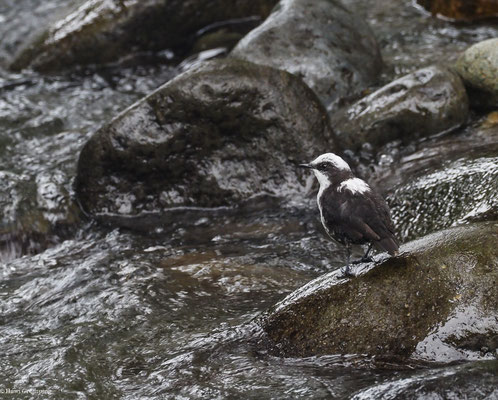 WEISSKOPF-WASSERAMSEL, WHITE-CAPPED DIPPER - CINCLUS LEUCOCEPHALUS