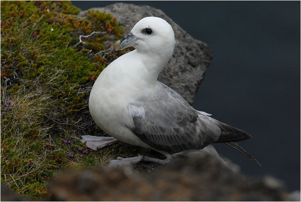 EISSTURMTAUCHER, FULMAR, FULMARUS GLACIALIS 