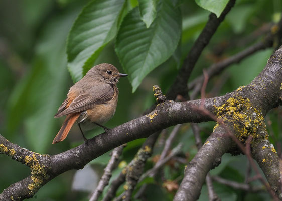 GARTENROTSCHWANZ, COMMON REDSTART, PHOENICURUS PHOENICURUS