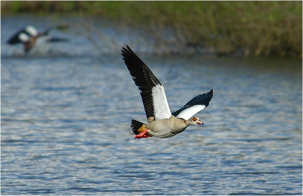 NILGANS, EGYPTIAN GOOSE, ALOPOCHEN AEGYPTIACA