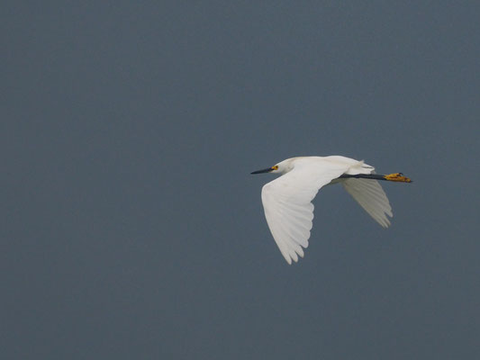 SCHMUCKREIHER, SNOWY EGRET - EGRETTA THULA