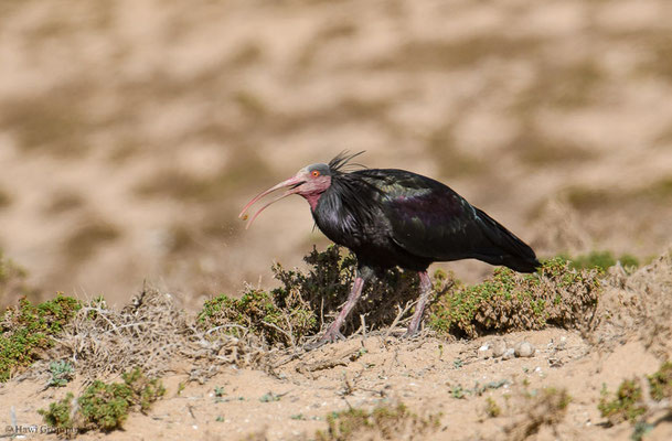 WALDRAPP, BALD IBIS, GERONTICUS EREMITA